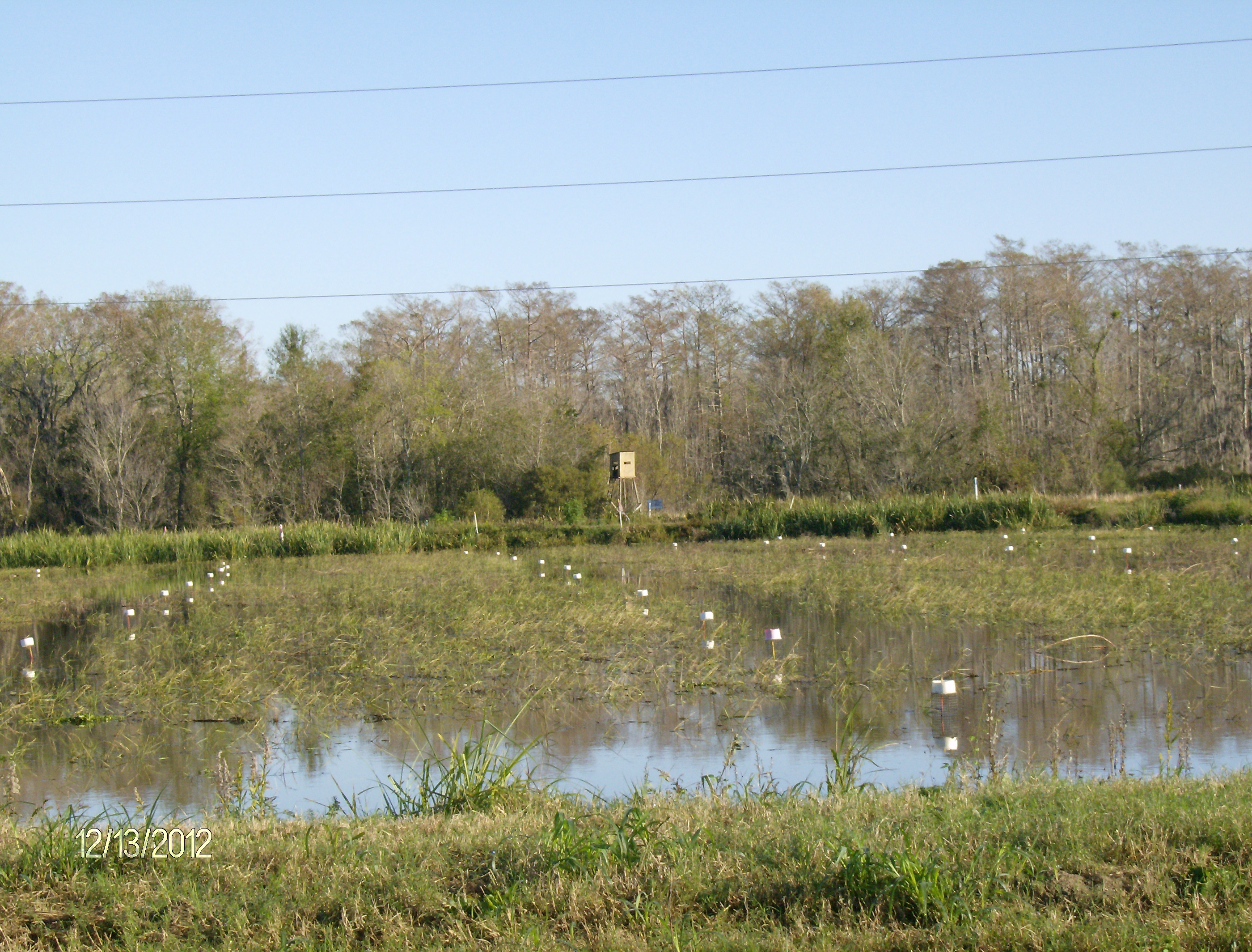 crawfish pond 5
