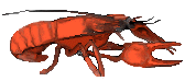 crawfish