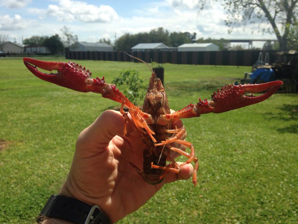 live crawfish in water