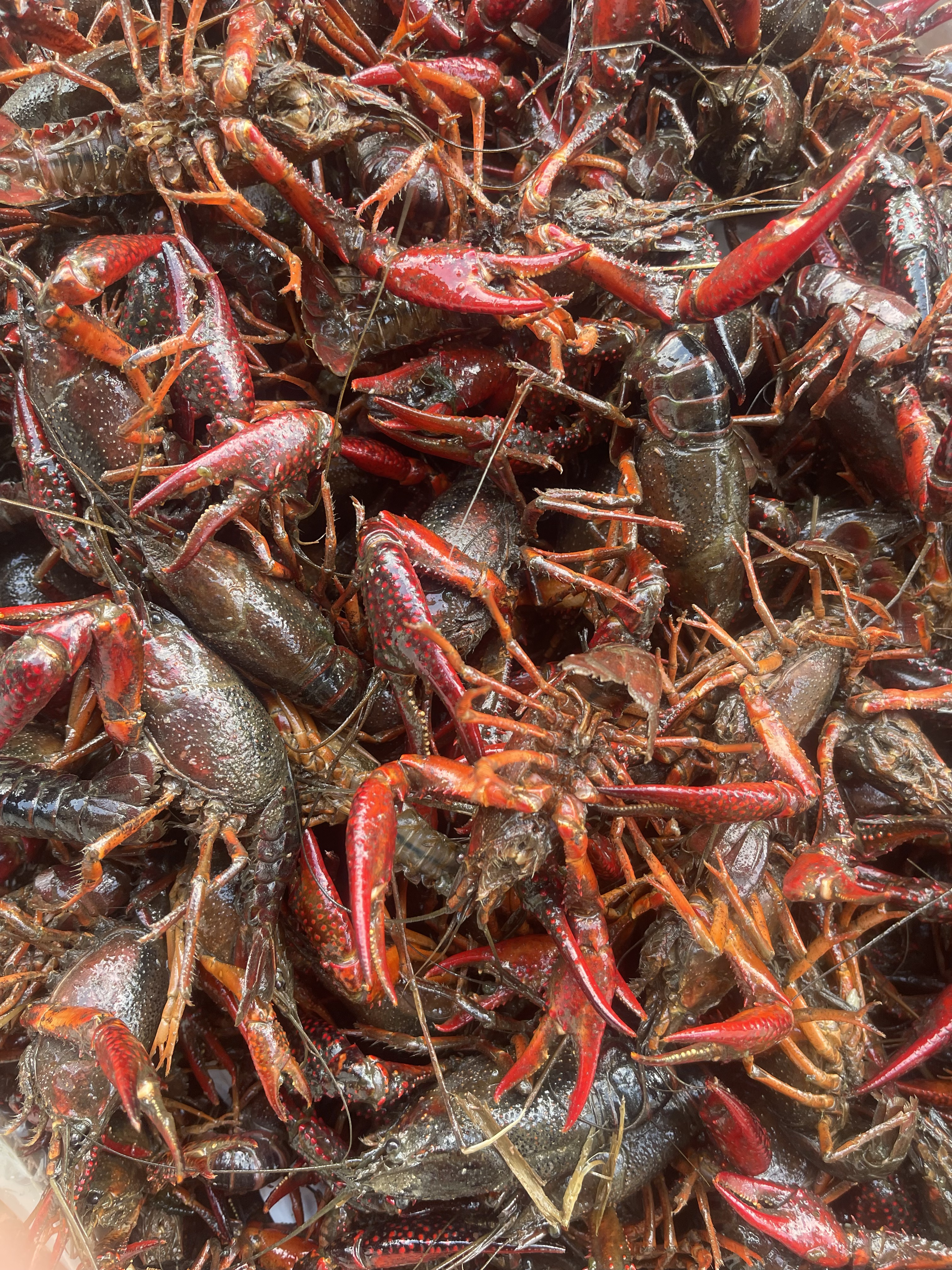 live_crawfish