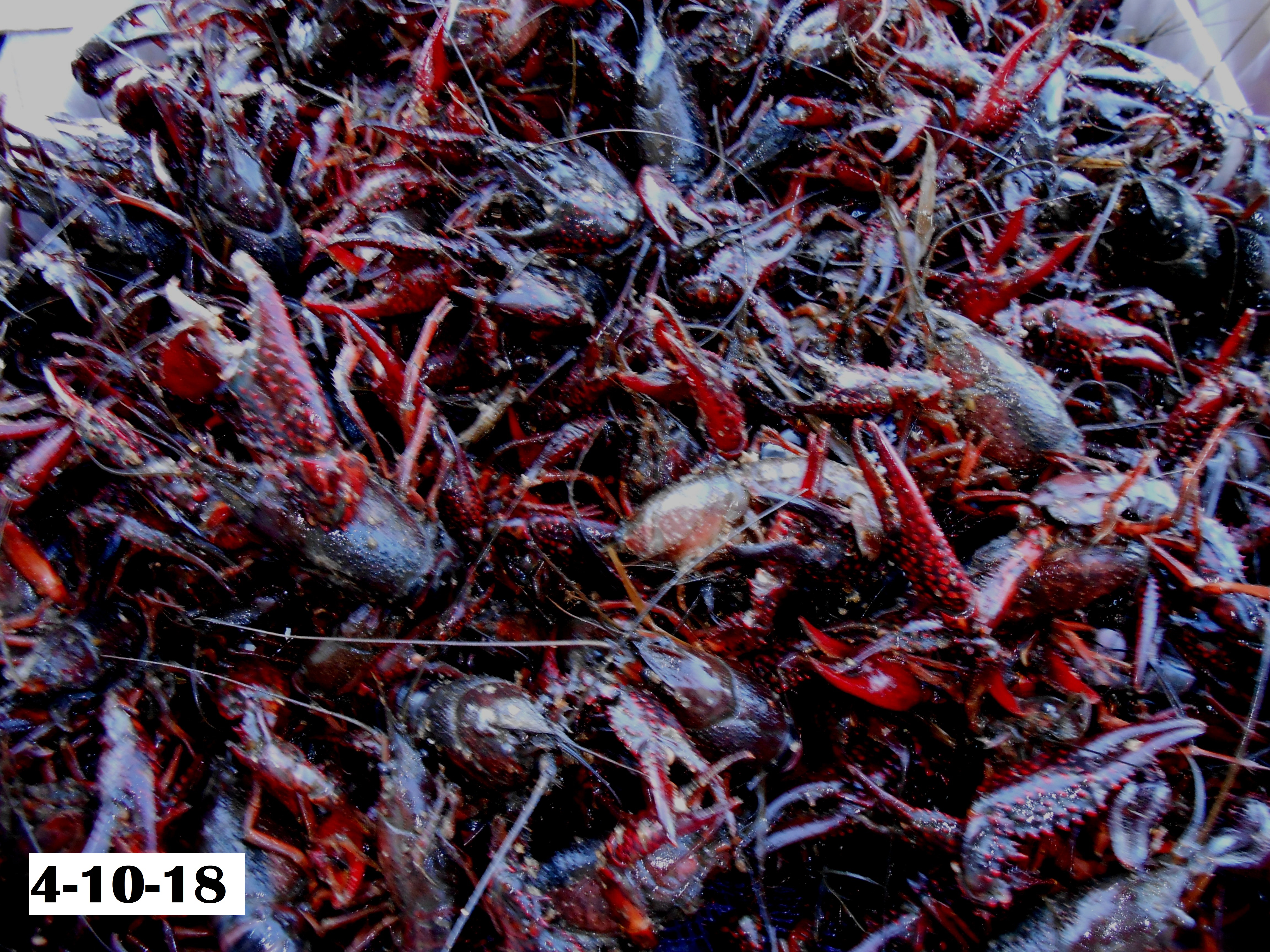 Live Crawfish and Seafood Shipped to Door/Airport