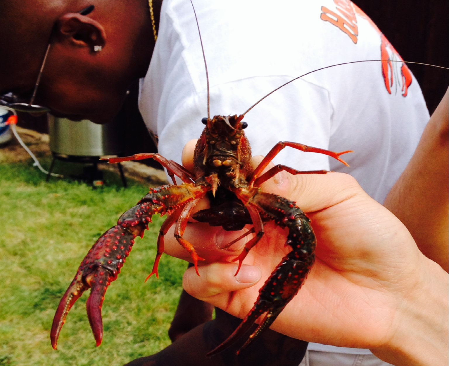 live crawfish in water